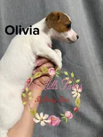 Olivia, a female Jack Russell Terrier for sale in Dover, FL – 6 of 8