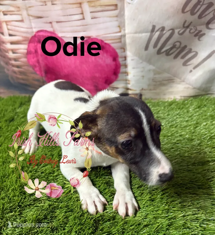Odie – Jack Russell Terrier puppy for sale in Dover, FL