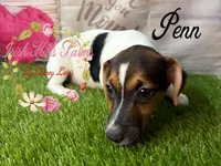 Penn, a male Jack Russell Terrier for sale in Dover, FL – 3 of 5