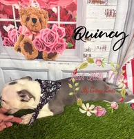 Quincy, a male Boston Terrier for sale in Dover, FL – 9 of 9