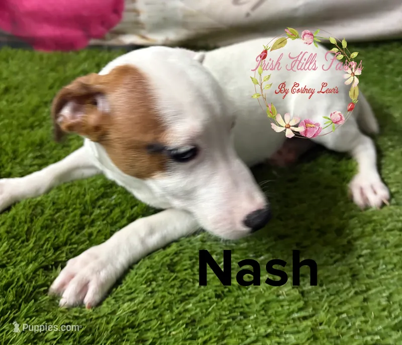 Nash – Jack Russell Terrier puppy for sale in Dover, FL