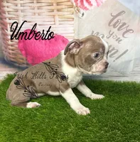 Umberto, a male Boston Terrier for sale in Dover, FL – 6 of 6