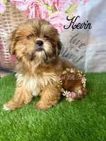 Kevin, a male Maltese and Shih Tzu for sale in Dover, FL – 7 of 7
