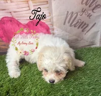 Tajo, a female Maltese and Shih Tzu for sale in Dover, FL – 5 of 5