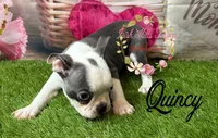 Quincy, a male Boston Terrier for sale in Dover, FL – 4 of 6