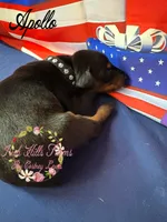 Apollo, a male Doberman Pinscher for sale in Dover, FL – 4 of 6