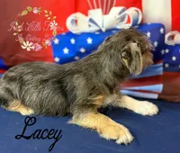 Lacey, a female Jack Russell Terrier and Shih Tzu for sale in Dover, FL – 5 of 7