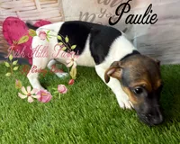 Paulie, a male Jack Russell Terrier for sale in Dover, FL – 5 of 5