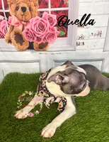 Quella, a female Boston Terrier for sale in Dover, FL – 5 of 10