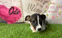 Odie, a female Jack Russell Terrier for sale in Dover, FL – 7 of 9