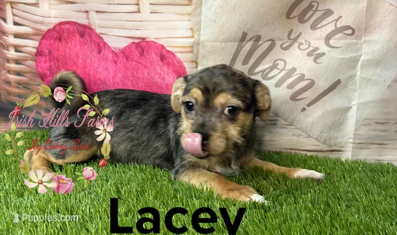 Lacey – Jack Russell Terrier, Shih Tzu puppy for sale in Dover, FL