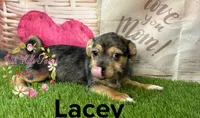 Lacey, a female Jack Russell Terrier and Shih Tzu for sale in Dover, FL – 1 of 7