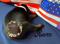 Raven, a female Doberman Pinscher for sale in Dover, FL – 2 of 4