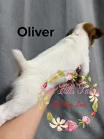 Oliver, a male Jack Russell Terrier for sale in Dover, FL – 2 of 6