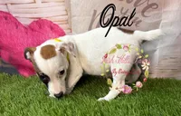 Opal, a female Jack Russell Terrier for sale in Dover, FL – 3 of 9
