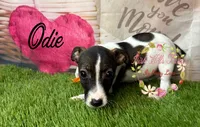 Odie, a female Jack Russell Terrier for sale in Dover, FL – 6 of 9