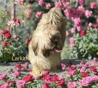 Larkin, a female Shih Tzu for sale in Dover, FL – 3 of 3