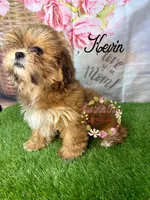 Kevin, a male Maltese and Shih Tzu for sale in Dover, FL – 6 of 7