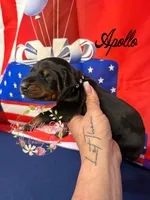 Apollo, a male Doberman Pinscher for sale in Dover, FL – 3 of 6