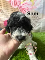 Sam , a male Poodle - Miniature  for sale in Dover, FL – 3 of 5