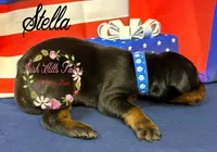 Stella, a female Doberman Pinscher for sale in Dover, FL – 3 of 3