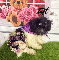 Taft, a male Maltese and Shih Tzu for sale in Dover, FL – 9 of 10