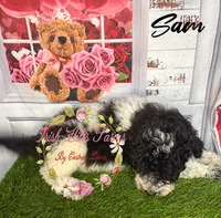 Sam , a male Poodle - Miniature  for sale in Dover, FL – 6 of 6