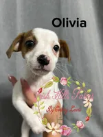 Olivia, a female Jack Russell Terrier for sale in Dover, FL – 2 of 8