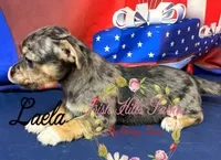Laela, a female Jack Russell Terrier and Shih Tzu for sale in Dover, FL – 6 of 6