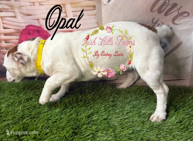 Opal – Jack Russell Terrier puppy for sale in Dover, FL