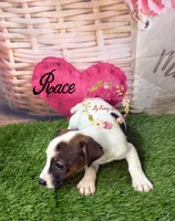 Race, a male Jack Russell Terrier for sale in Dover, FL – 7 of 7