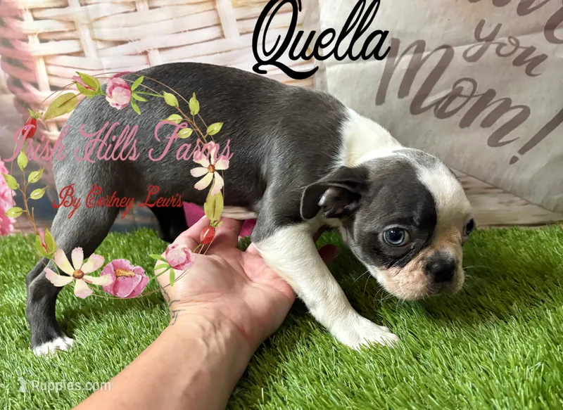 Qualls – Boston Terrier puppy for sale in Dover, FL