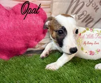 Opal, a female Jack Russell Terrier for sale in Dover, FL – 8 of 9