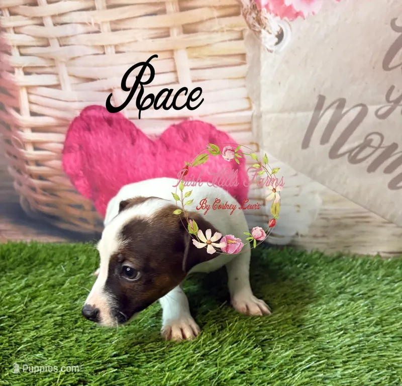 Race – Jack Russell Terrier puppy for sale in Dover, FL