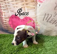 Race, a male Jack Russell Terrier for sale in Dover, FL – 1 of 7