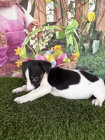 Jahna, a male Jack Russell Terrier for sale in Dover, FL – Photo 6 of 7