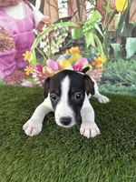 Jahna, a male Jack Russell Terrier for sale in Dover, FL – Photo 4 of 7