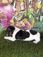 Jahna, a male Jack Russell Terrier for sale in Dover, FL – Photo 7 of 7