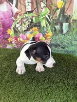 Jahna, a male Jack Russell Terrier for sale in Dover, FL – Photo 3 of 7