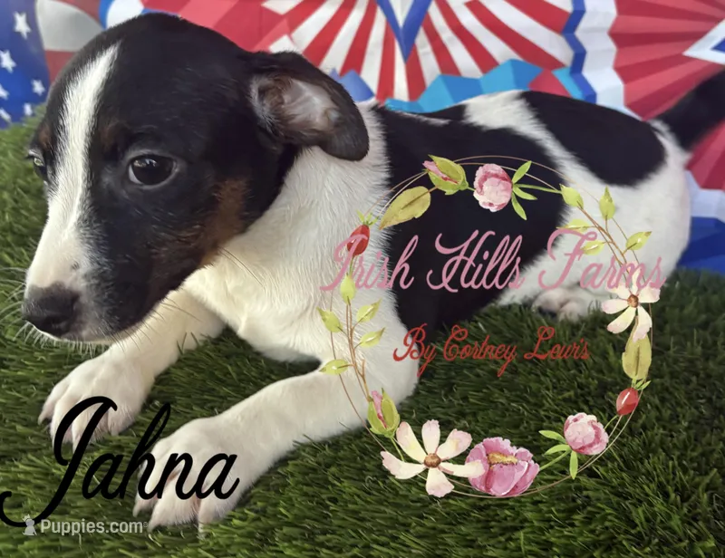 Jahna – Jack Russell Terrier puppy for sale in Dover, FL