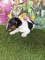 Jahna, a male Jack Russell Terrier for sale in Dover, FL – Photo 1 of 7