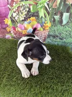 Jahna, a male Jack Russell Terrier for sale in Dover, FL – Photo 2 of 7