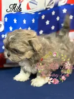 Milo, a male Shih Tzu for sale in Dover, FL – 6 of 9