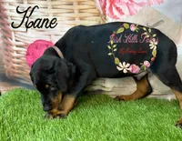 Kane, a male Doberman Pinscher for sale in Dover, FL – 2 of 4