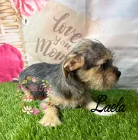 Laela, a female Jack Russell Terrier and Shih Tzu for sale in Dover, FL – 5 of 8