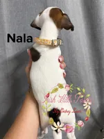 Nala, a female Jack Russell Terrier for sale in Dover, FL – 2 of 4