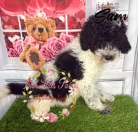 Sam , a male Poodle - Miniature  for sale in Dover, FL – 4 of 6