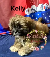 Kelly , a female Maltese and Shih Tzu for sale in Dover, FL – 5 of 9