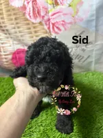 Sid, a male Poodle - Miniature  for sale in Dover, FL – 5 of 5