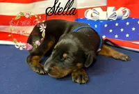 Stella, a female Doberman Pinscher for sale in Dover, FL – 2 of 3